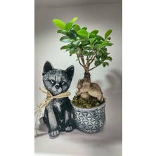 Eylül Sukulent Dekoratif Model Kedi Saksıda Canlı Ficus Bonsai 30 cm