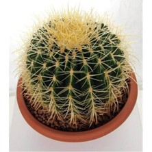 Saksılı Echinocactus Grusonii Cactus - Altın Fıçı Kaktüs (5.5 Luk Saksıda)