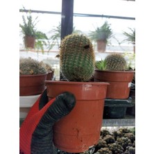 Saksılı Kaynana Topuzu Kaktüs - Echinopsis Oxygona (  8.5 Luk Saksıda)