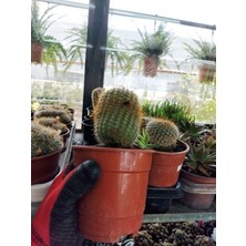 Saksılı Kaynana Topuzu Kaktüs - Echinopsis Oxygona (  8.5 Luk Saksıda)