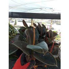 Saksılı Kauçuk Çiçeği / Ficus Çiçeği (5.5 Luk Saksıda)