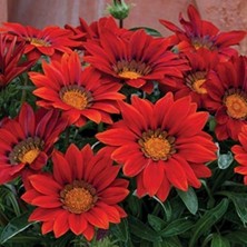 Tüplü Kırmızı Gazanya Çiçeği Fidesi ( 7 Cm'lik Tüplerde) Kazanya Çiçeği