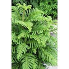 Saklısı Arakorya Salon Çamı( Boyu 45-70 Cm)   ( 21 cm Lik Saksıda) Araucaria Heterophylla - Arokarya Salon Çamı