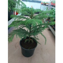 Saklısı Arakorya Salon Çamı( Boyu 45-70 Cm)   ( 21 cm Lik Saksıda) Araucaria Heterophylla - Arokarya Salon Çamı