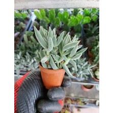 Saksılı Senecio Ficoides Mount Everest Sukulent (5.5 Luk Saksıda)