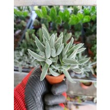 Saksılı Senecio Ficoides Mount Everest Sukulent (5.5 Luk Saksıda)