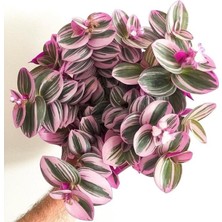 Telgraf Çiçeği ( Pembe-Yeşil-Beyaz Renkli 1 Adet ) Tradescantia Nanouk ( 5.5 cm Lik Saksıda)