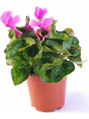 Fidanova Sıklamen, Tavşan Kulağı