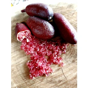 Köyceğiz Bitki Dünyası Havyar Limon (Finger Lime Kırmızı) Red Champagne