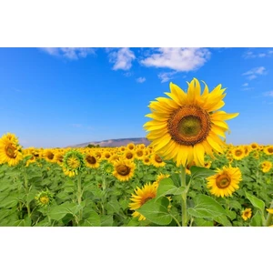 Karahasanoğlu Tarım Yerli Ayçiçeği Tohumu 10 gr Takribi 60 Adet Tohum