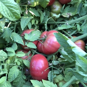 Anamur Naturel Çok Etli Oturak Pembe Domates Fidesi(5 Adet)