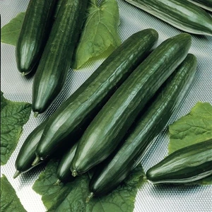 Anamur Naturel Verimli Sırık Salatalık Fidesi (5 Adet)