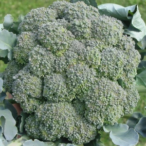 Anamur Naturel Doğal Yeşil Brokoli Fidesi(5 Adet)