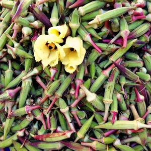 Anamur Naturel Kınalı Tarla Bamya Fidesi (5 Adet)