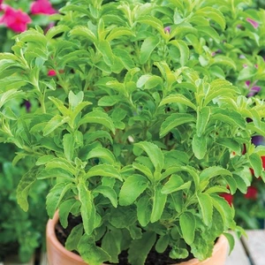 Anamur Naturel Şeker Otu Stevia Fidesi (5 Adet)