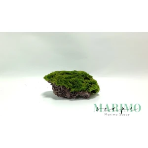 Marimo Scape Marimo Rock