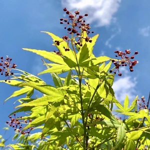 Anamur Naturel Tüplü Akçaağaç Bitkisi Fidanı