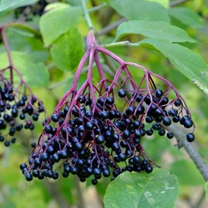 Anamur Naturel Tüplü Meyve Verme Yaşında Sambucus Nigra Kara Mürver Fidanı
