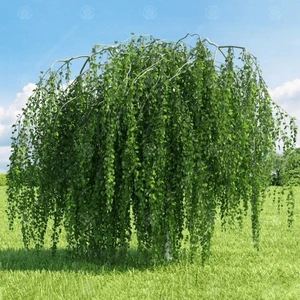 Anamur Naturel Tüplü Betula Bendula Huş Ağacı Fidanı