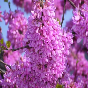 Anamur Naturel Tüplü Pembe Çiçekli Erguvan Ağacı Fidanı