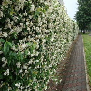 Anamur Naturel Tüplü Kokulu Arap Yasemin Bitkisi Fidanı