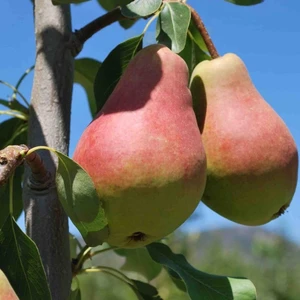 Anamur Naturel Tüplü Aşılı Tam Bodur Yüksek Verimli Aromalı Etruşka Armut Fidanı