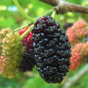 Anamur Naturel Tüplü Morus Sp Yediveren Avustralya Dut Fidanı