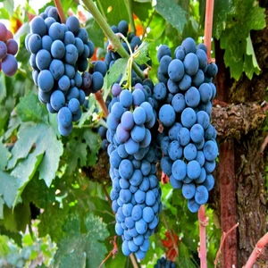 Anamur Naturel Tüplü Meşhur Şaraplık Merlot Üzüm Fidanı