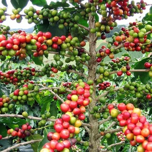 Anamur Naturel Tüplü Coffea Arabica (Kahve Ağacı) Fidanı Mini Saksı (5-15 Cm)