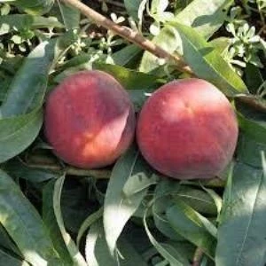 Anamur Naturel Tüplü Aşılı Yarıbodur Verimi Yüksek Monreo Şeftali Fidanı
