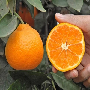 Anamur Naturel Tüplü Aşılı Yumuşak Dokulu Miho Wase  Mandalina Fidanı