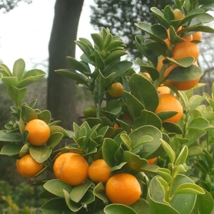 Anamur Naturel Tüplü Aşılı Fukushu Iri Yuvarlak Kamkat Fidanı (40-60 Cm)