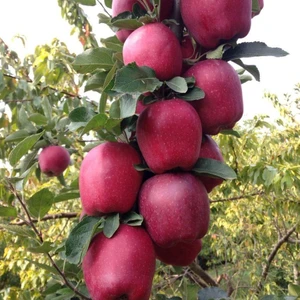 Anamur Naturel Tüplü Aşılı Yarıbodur Bol Verimli Starking Elma Fidanı