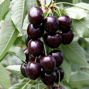 Anamur Naturel Tüplü Aşılı Verimli Attika Kordia (Cordia) Kiraz Fidanı