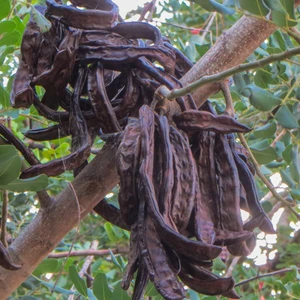Anamur Naturel Tüplü Tatlı Meyveli Harnup Keçi Boynuzu Fidanı (80-120 Cm)
