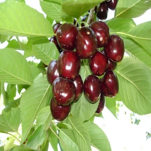 Anamur Naturel Tüplü Aşılı Yüksek Verimli Aromatik North Wonder Kiraz Fidanı