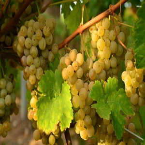 Anamur Naturel Tüplü Tatlı Sofralık Ata Sarısı Üzüm Fidanı