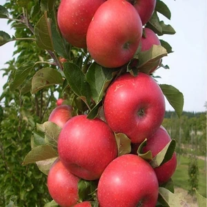 Anamur Naturel Tüplü Kütür Yemesi Olan Amasya Misket Elma Fidanı
