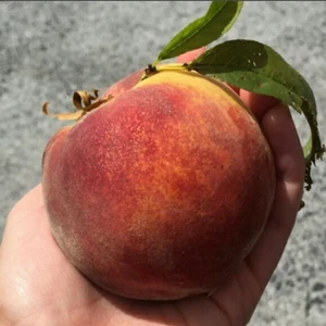 Anamur Naturel Tüplü Dev Meyveli Quen Crest Şeftali Fidanı