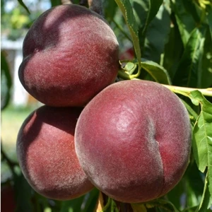 Anamur Naturel Tüplü Amerikan Royal Gem Temmuz Şeftalisi Fidanı
