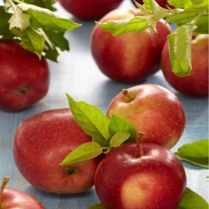 Anamur Naturel Tüplü Yazlık Mayhoş Summer Red Elma Fidanı