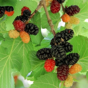 Anamur Naturel Tüplü Morus Sp Urmu Dutu Fidanı Meyve Verme Durumunda (120-200 Cm)