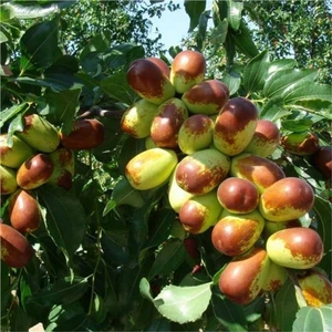 Anamur Naturel Tüplü Big Purple Iri Meyveli Salkım Hünnap Fidanı
