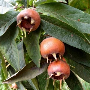 Anamur Naturel Tüplü Iri Meyveli Big Paradise Beşbıyık Döngel Muşmula Fidanı
