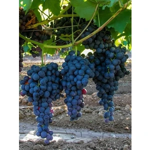 Mevsim Fidancılık Peyzaj Açık Kök Asma Üzüm Fidanı Alphonse Lavallee, ( 2 Yaşında Boy 50-70 cm ) Rootball