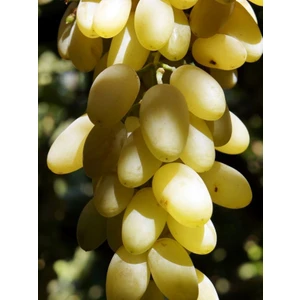 Mevsim Fidancılık Peyzaj Açık Kök Mevlana Üzüm ( 2 Yaşında Boy 50-70 cm ) (Asma-Bağ) Fidanı