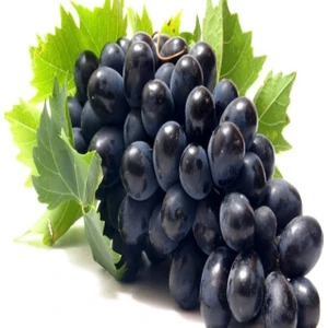 Mevsim Fidancılık Peyzaj Açık Kök Antep Karası  ( 2 Yaşında Boy 50-70 cm )Oval Üzüm (Asma-Bağ) Fidanı