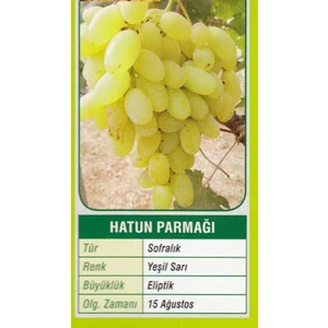 Mevsim Fidancılık Peyzaj Açık Kök Asma Üzüm Fidanı Hatun Parmağı ( 2 Yaşında Boy 50-70 cm )