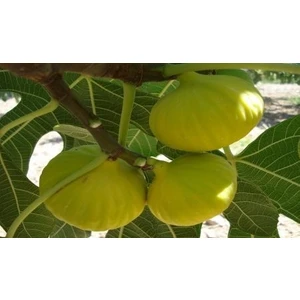 Mevsim Fidancılık Peyzaj Açık Kök Aydın Sarı Lop Incir Fidanı ( 2 Yaşında Boy 120 cm )