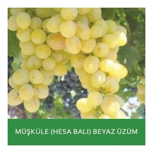 Mevsim Fidancılık Peyzaj Açık Kök Hesabalı - ( 2 Yaşında Boy 50-70 cm ) Müşküle - Üzüm  Fidanı Sofralık